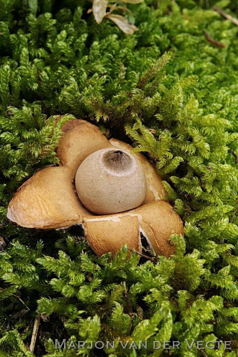 Viltige aardster - Geastrum saccatum